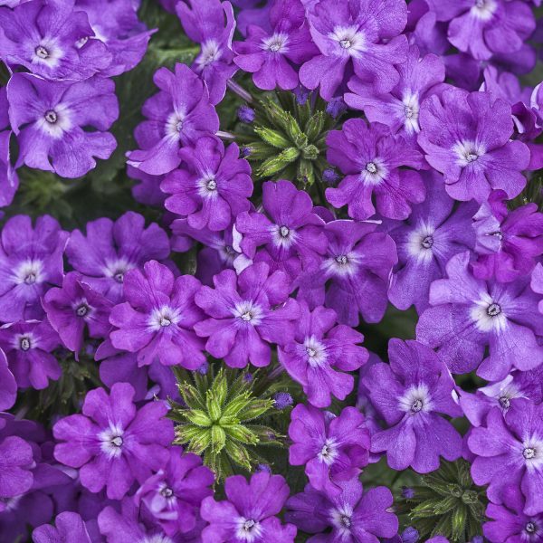 VERBENA SUPERBENA VIOLET ICE VERBENA