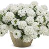 VERBENA SUPERBENA WHITEOUT VERBENA