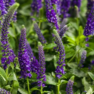 VERONICA MAGIC SHOW ENCHANTED INDIGO SPEEDWELL SPIKE