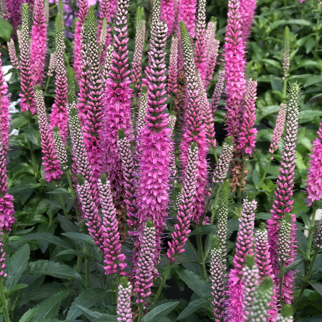 VERONICA MAGIC SHOW PINK POTION SPEEDWELL SPIKE