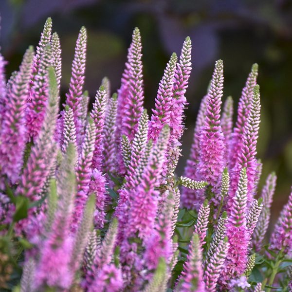 VERONICA MAGIC SHOW PINK POTION SPEEDWELL SPIKE