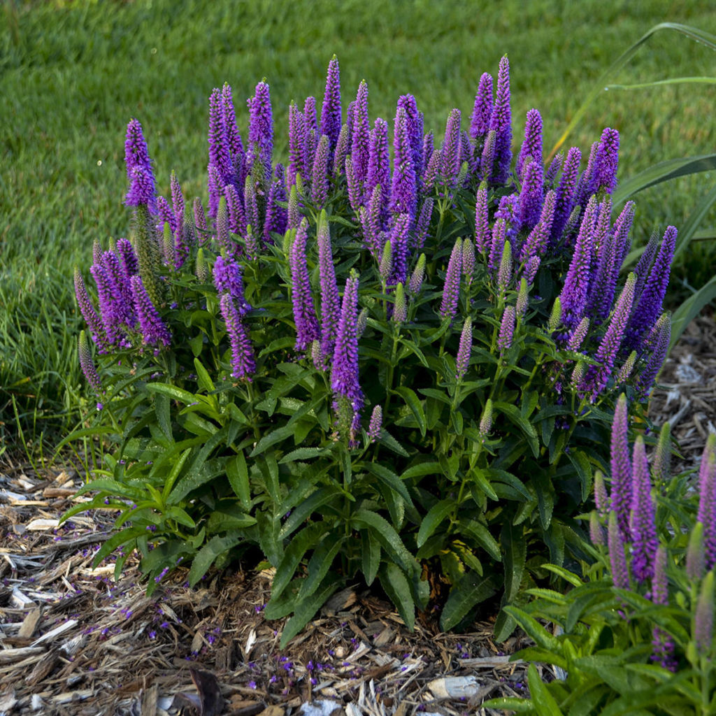 MAGIC SHOW® 'Purple Illusion' Veronica Garden Crossings