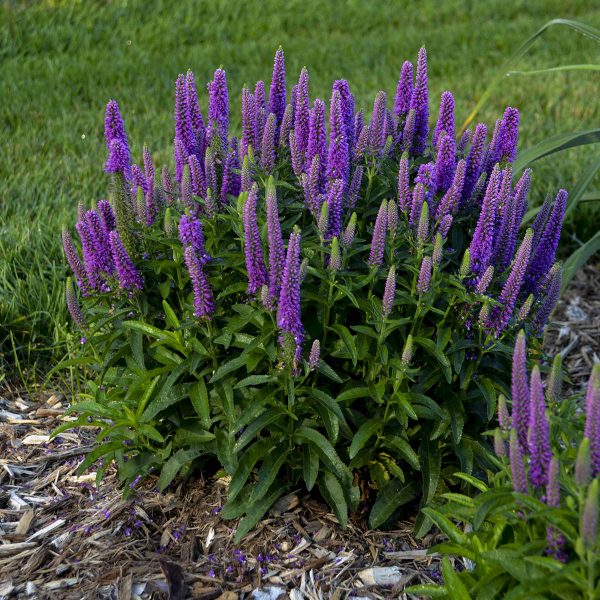 VERONICA MAGIC SHOW PURPLE ILLUSION SPEEDWELL SPIKE