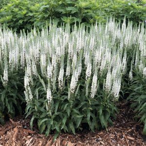 VERONICA MAGIC SHOW WHITE WANDS SPEEDWELL SPIKE