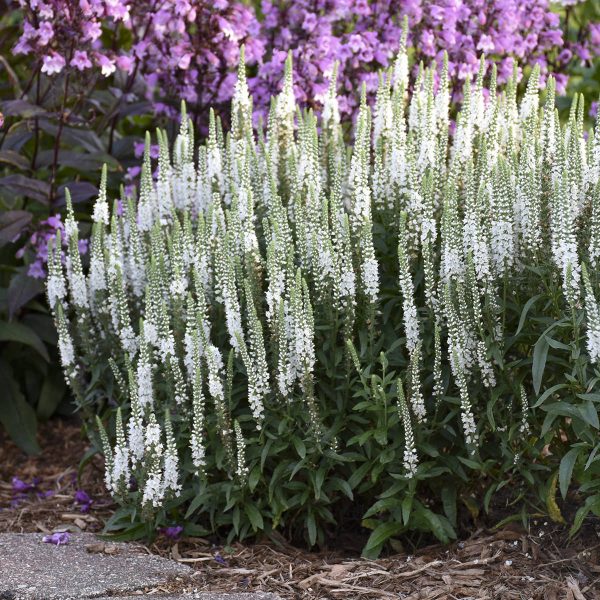 VERONICA MAGIC SHOW WHITE WANDS SPEEDWELL SPIKE