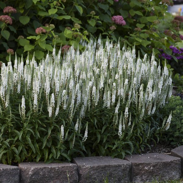 VERONICA MAGIC SHOW WHITE WANDS SPEEDWELL SPIKE