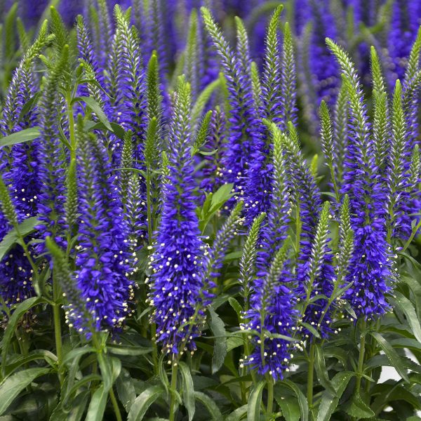 VERONICA MAGIC SHOW WIZARD OF AHHS SPEEDWELL SPIKE