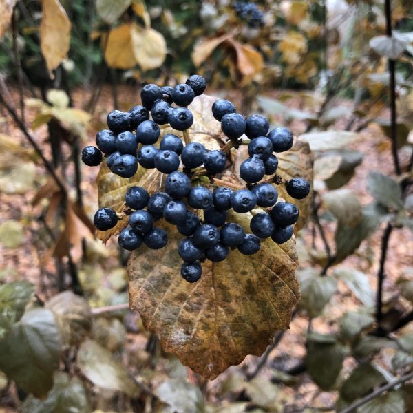 VIBURNUM ALL THAT GLITTERS NAKED WITHEROD