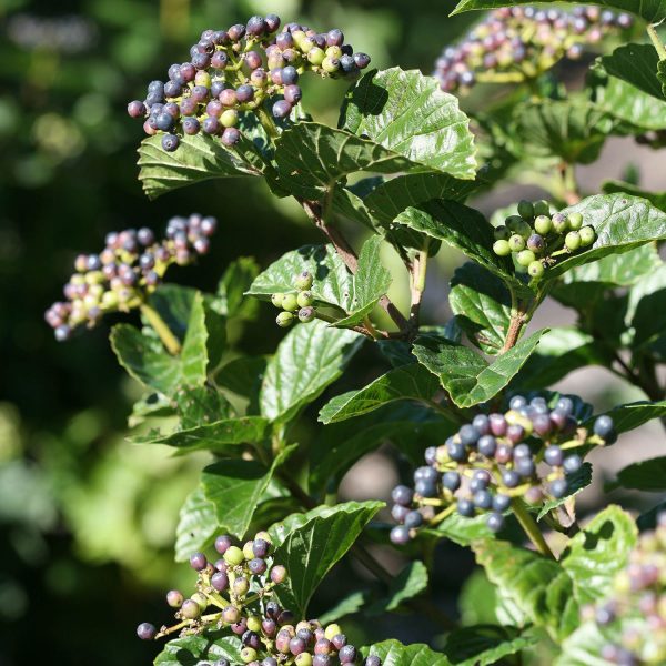 VIBURNUM ALL THAT GLITTERS NAKED WITHEROD