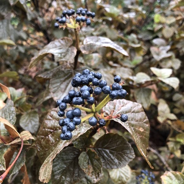 VIBURNUM ALL THAT GLOWS NAKED WITHEROD