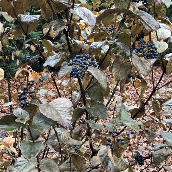 VIBURNUM ALL THAT GLOWS NAKED WITHEROD