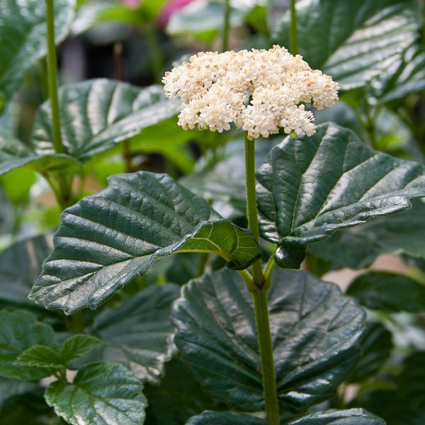 VIBURNUM ALL THAT GLOWS NAKED WITHEROD