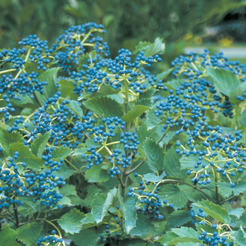 VIBURNUM BLUE MUFFIN VIBURNUM ARROWWOOD