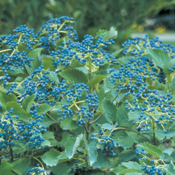 VIBURNUM BLUE MUFFIN VIBURNUM ARROWWOOD