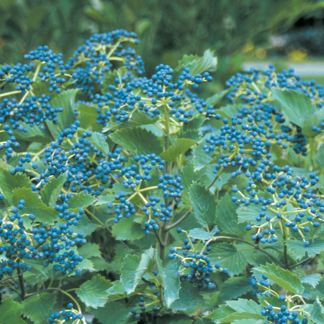 ALL THAT GLOWS ® Viburnum.