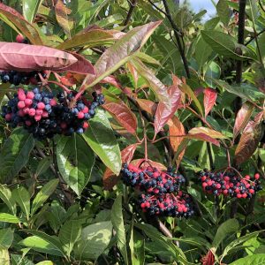 VIBURNUM BRANDYWINE VIBURNUM