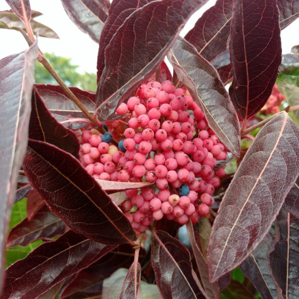 VIBURNUM BRANDYWINE VIBURNUM