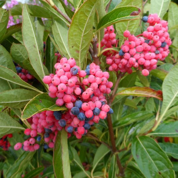 VIBURNUM BRANDYWINE VIBURNUM