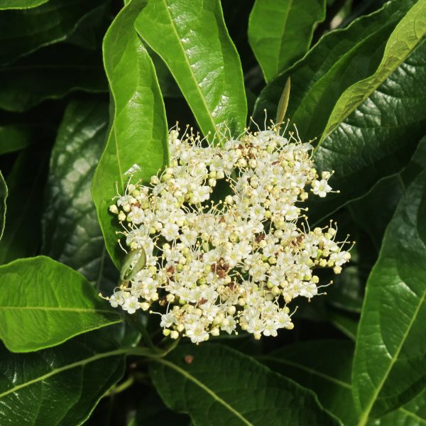 VIBURNUM BRANDYWINE VIBURNUM