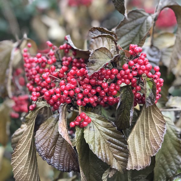 VIBURNUM CARDINAL CANDY VIBURNUM