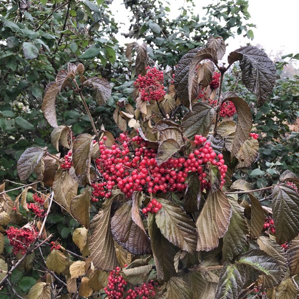 VIBURNUM CARDINAL CANDY VIBURNUM