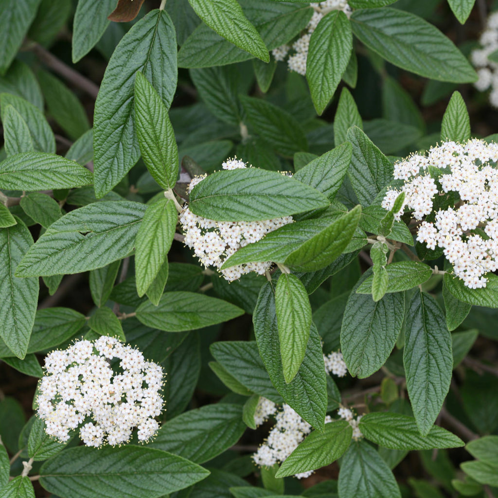 Viburnum EMERALD ENVY Buy Lantanaphyllum Viburnum Shrubs Online