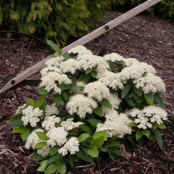 VIBURNUM LIL DITTY NAKED WITHEROD