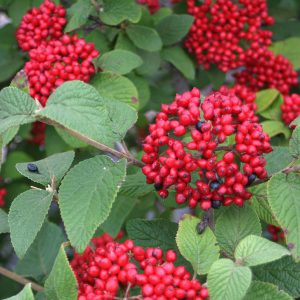 VIBURNUM RED BALLOON VIBURNUM