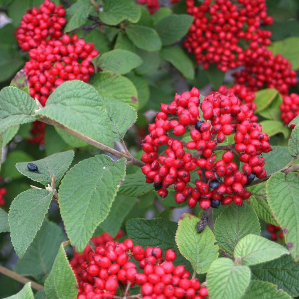 VIBURNUM RED BALLOON VIBURNUM