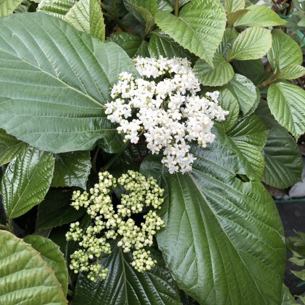 VIBURNUM SHINY DANCER NAKED WITHEROD