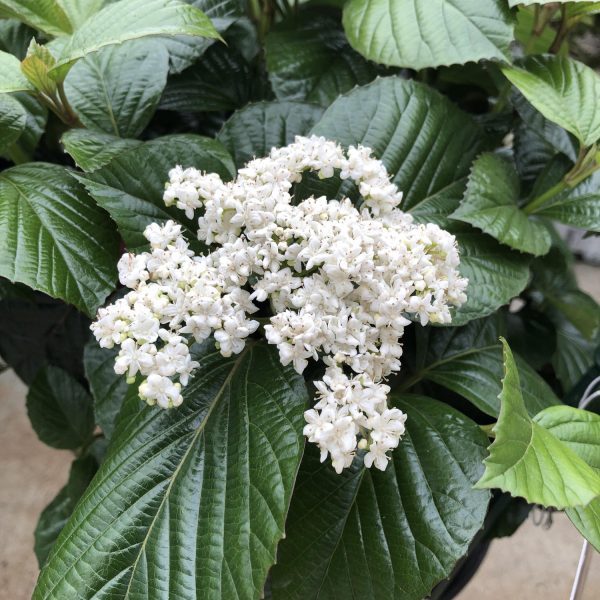 VIBURNUM SHINY DANCER NAKED WITHEROD