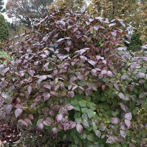 VIBURNUM SPICE BABY NAKED WITHEROD