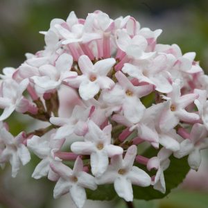 VIBURNUM SPICE GIRL NAKED WITHEROD