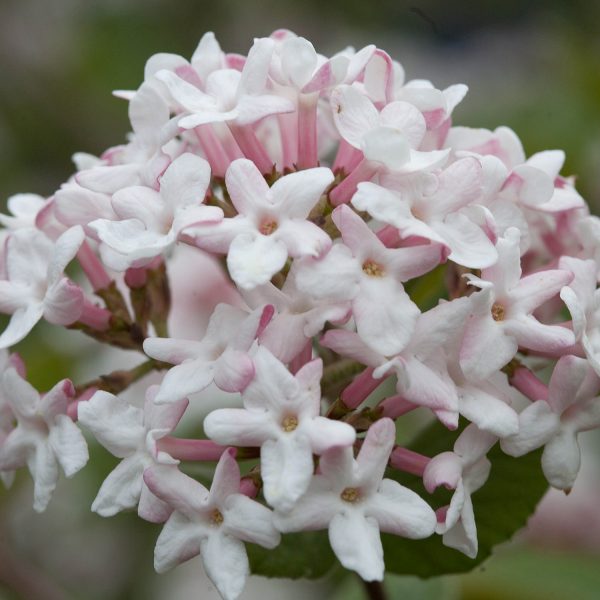 VIBURNUM SPICE GIRL NAKED WITHEROD