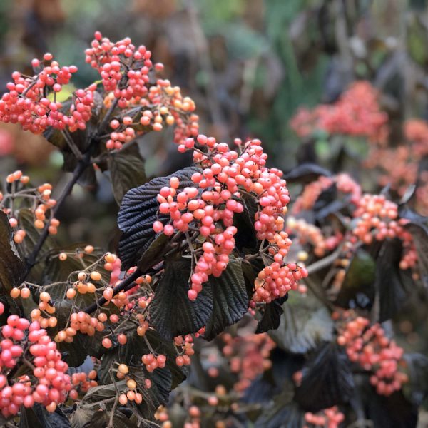 TANDOORI ORANGE® Viburnum - Image 6
