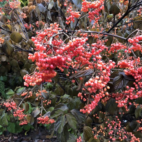 TANDOORI ORANGE® Viburnum - Image 3