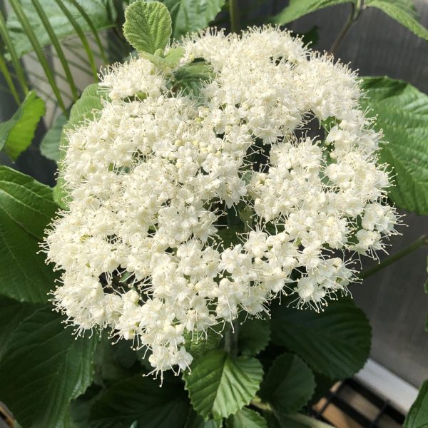 TANDOORI ORANGE® Viburnum - Image 2