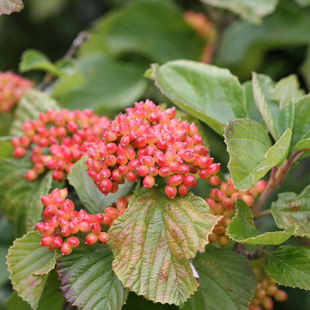 VIBURNUM TANDOORI ORANGE VIBURNUM LINDEN