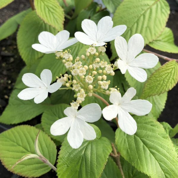 VIBURNUM WABI-SABI VIBURNUM DOUBLEFILE