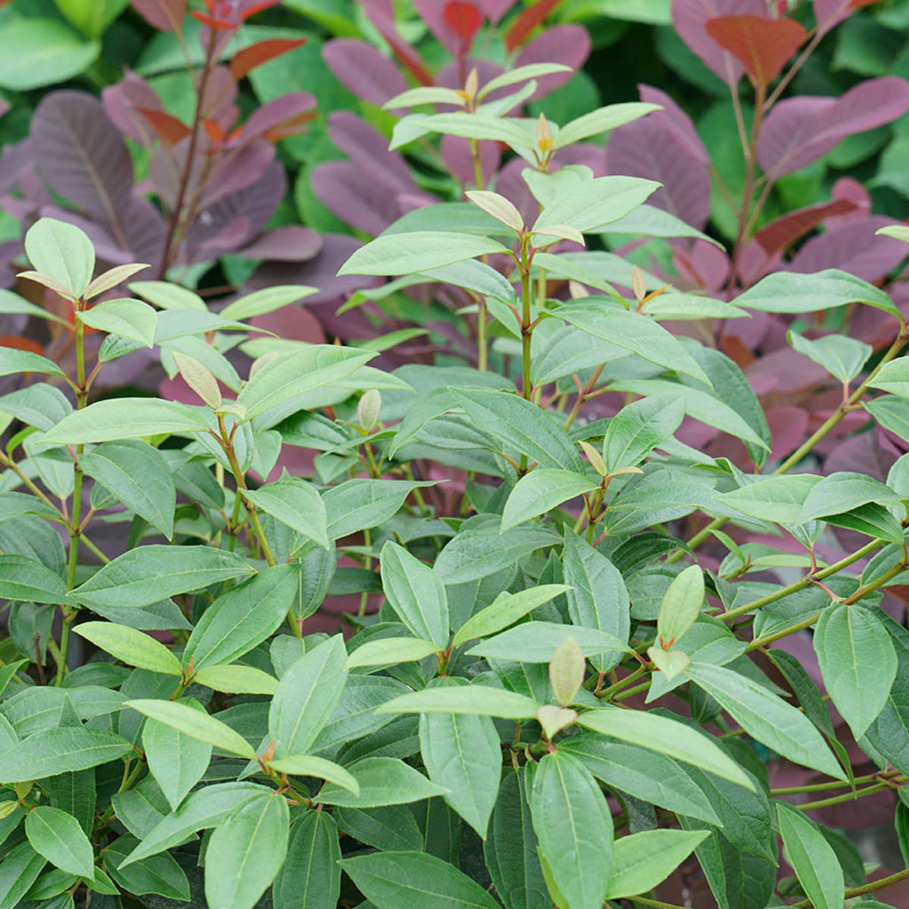 YANG™ Viburnum Garden Crossings