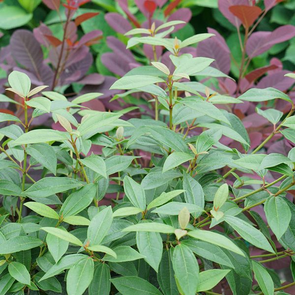 VIBURNUM YANG VIBURNUM