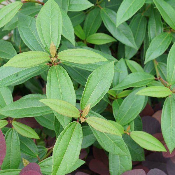 VIBURNUM YANG VIBURNUM