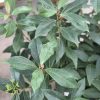 VIBURNUM YIN VIBURNUM