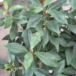 VIBURNUM YIN VIBURNUM