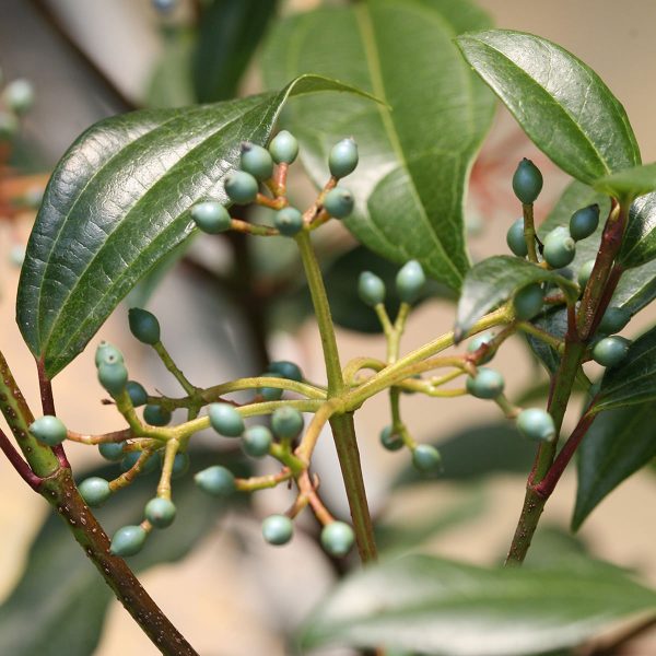 VIBURNUM YIN VIBURNUM