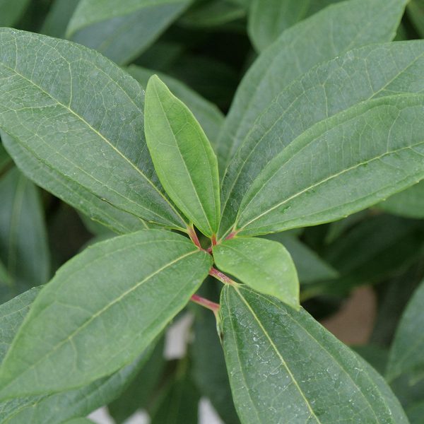 VIBURNUM YIN VIBURNUM