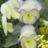 VIOLA ETAIN VIOLET