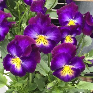 Viola - Violet