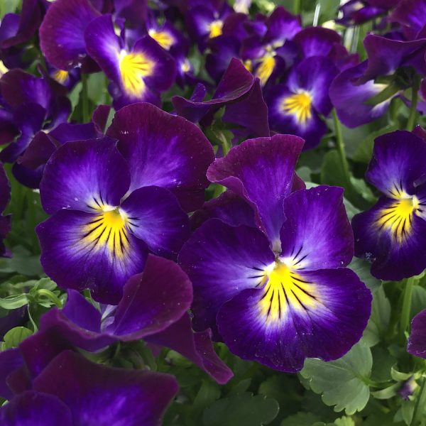 VIOLA HALO VIOLET