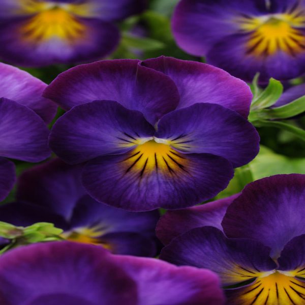 VIOLA HALO VIOLET